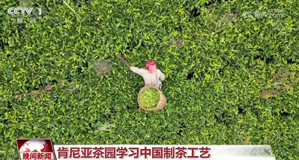 一片树叶里承载着中国茶的文化和历史